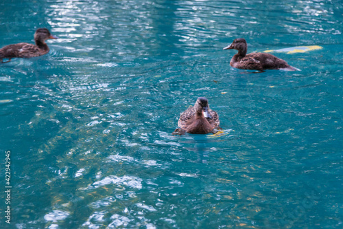 ducks floating in the pond