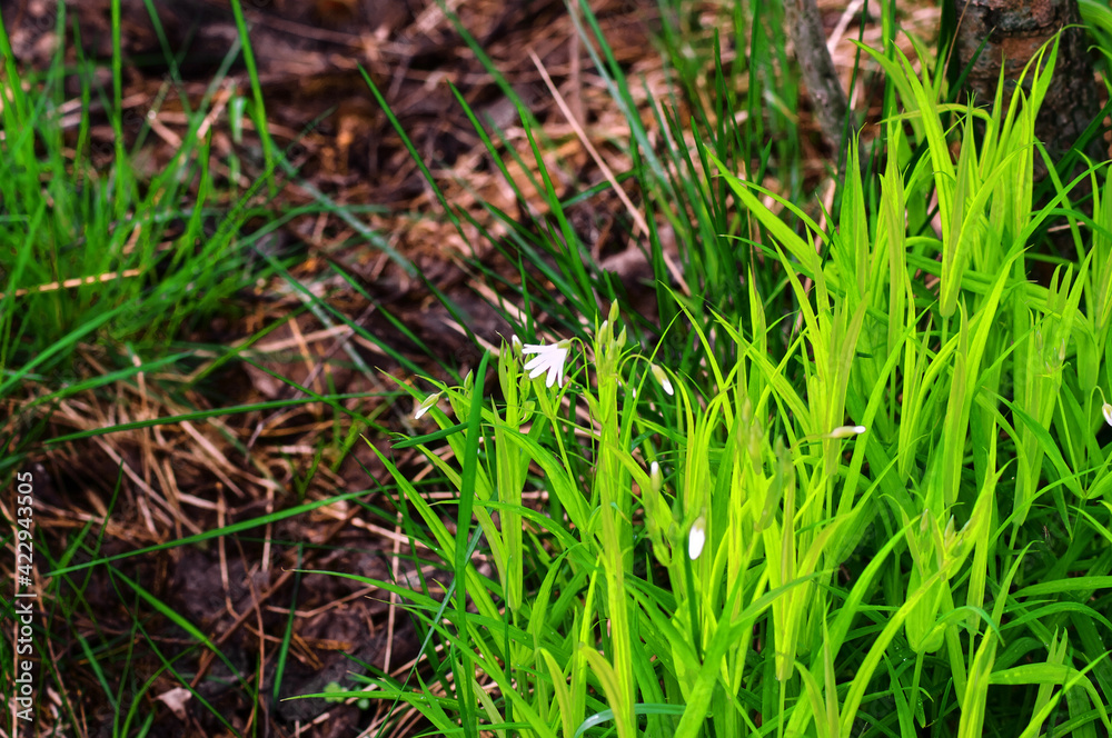 small white flowers among the grass in spring
