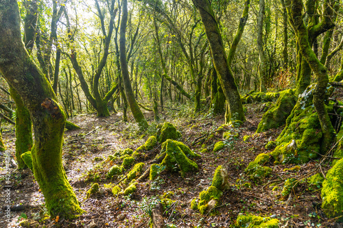 Precious fauna in the forests of Mount Arno in the municipality of Mutriku in Gipuzkoa. Basque Country, Spain photo