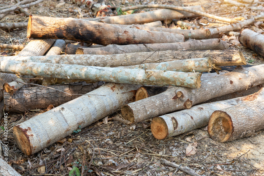 A pile of stacked firewood, prepared for heating the house, Firewood harvested for heating in winter, Chopped firewood on a stack, Firewood stacked and prepared for winter Pile of wood logs. A pile of stacked firewood, prepared for heating the house, Firewood harvested for heating in winter, Chopped firewood on a stack, Firewood stacked and prepared for winter Pile of wood logs.