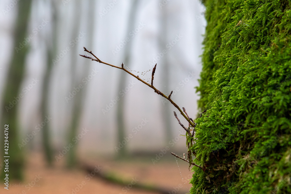 drops on branch drops on branch