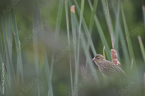 bird in the reeds