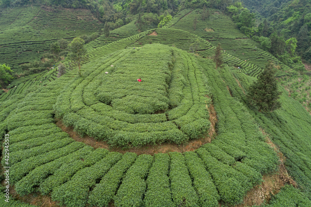 Green tea trees in spring mountains Green tea trees in spring mountains