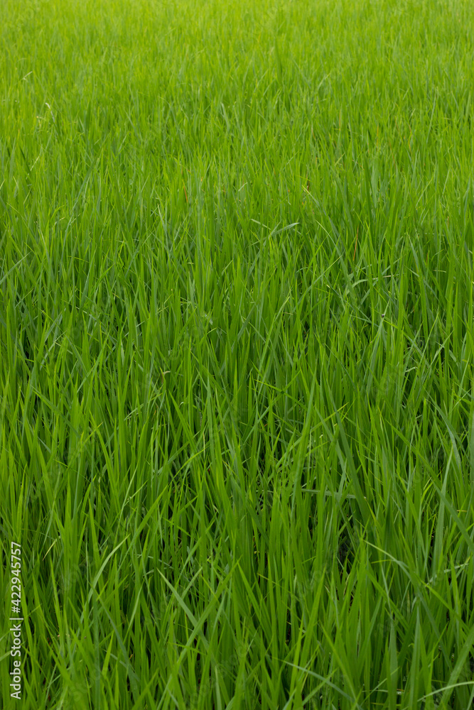 Rice Field View india, traditional rice farm , rice farm , rice plant , Green rice field india Rice Field View india, traditional rice farm , rice farm , rice plant , Green rice field india