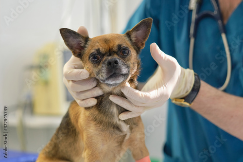 checking lymph nodes. Professional veterinarian palpates some lymph nodes in a canine patient. Animal clinic. Pet check up. Health care.