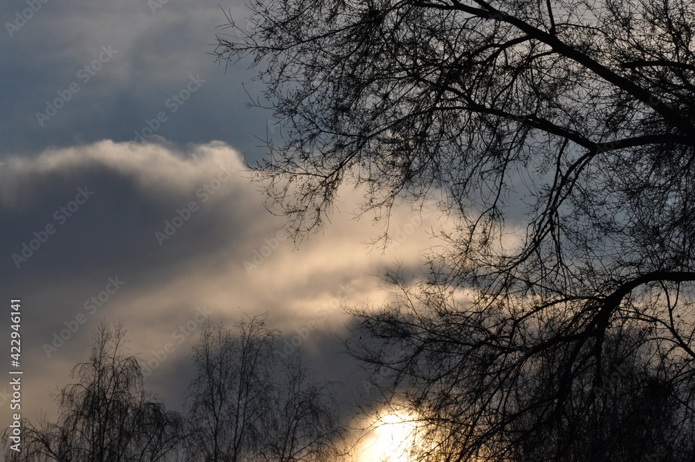 Trees in winter against the blue sky