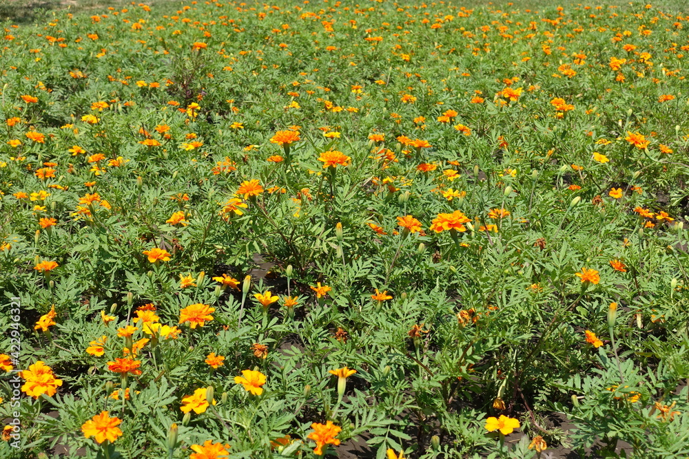 Dozens of small orange flower heads of Tagetes patula in June