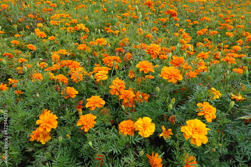 Eye catching orange flowers of Tagetes patula in mid July © Anna