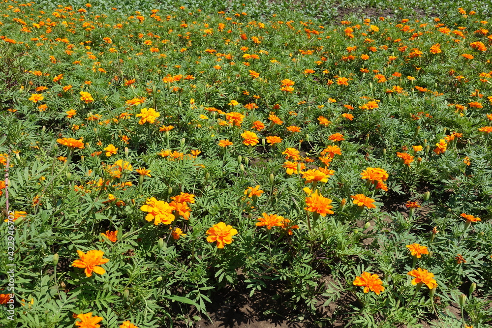Flowerbed with lots of bright orange Tagetes patula in June