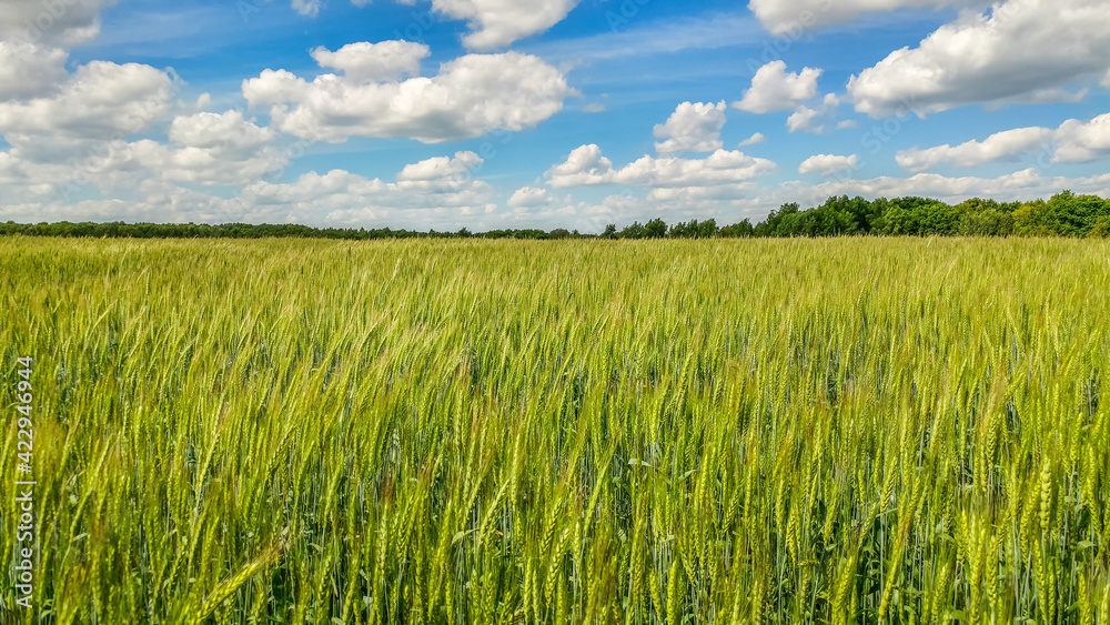 Green field of wheat germ growing under a blue sunny sky with beautiful clouds