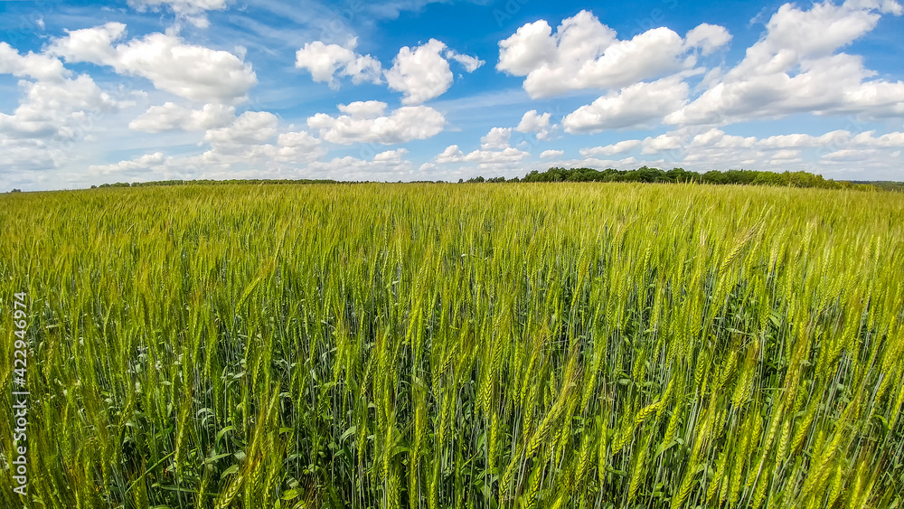 Green field of wheat germ growing under a blue sunny sky with beautiful clouds