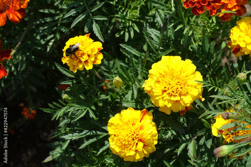 Yellow flowers of Tagetes patula in mid August