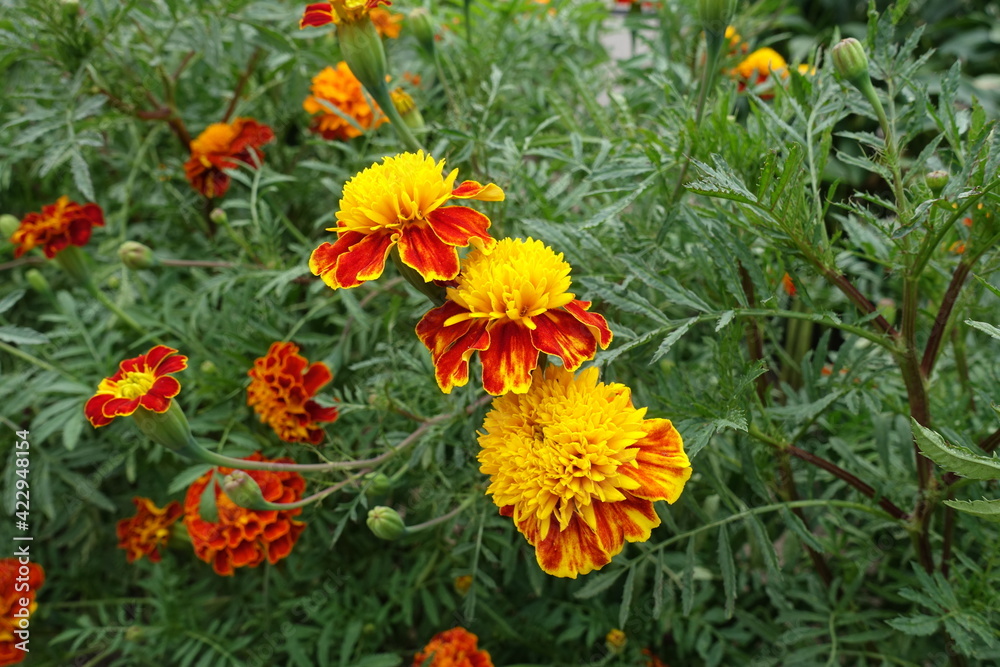 Couple of yellow and red flower heads of Tagetes patula in July Couple of yellow and red flower heads of Tagetes patula in July