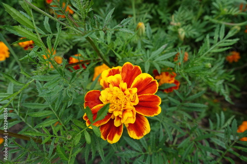 Feather like green leaves and one red and yellow flower head of Tagetes patula in July