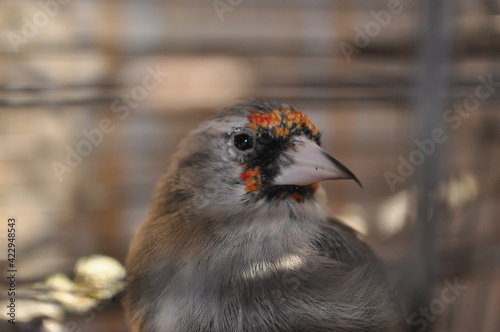 Grey-headed goldfinch sitting in a cage close-up photo