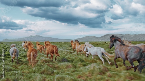 Wild Stallions  Running Through Mountain Field Iceland Sunset Colors Equestrian Beauty Nature Adventure photo