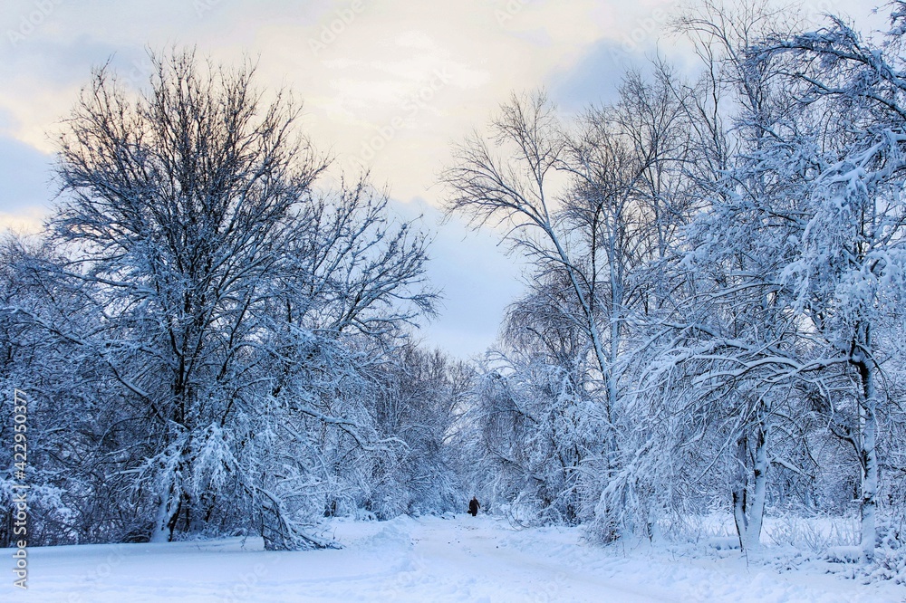 Fototapeta premium winter landscape with trees