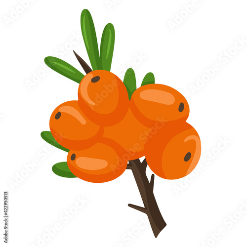 Orange branch of sea buckthorn berries. Vector illustration isolated on a white background. The concept of the image of medicinal plants, herbs.