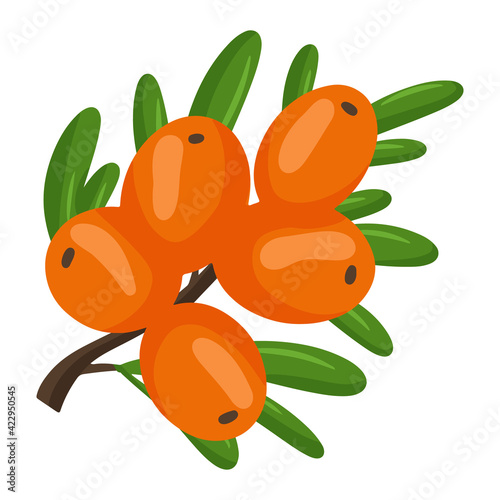 Orange branch of sea buckthorn berries. Vector illustration isolated on a white background. The concept of the image of medicinal plants, herbs.