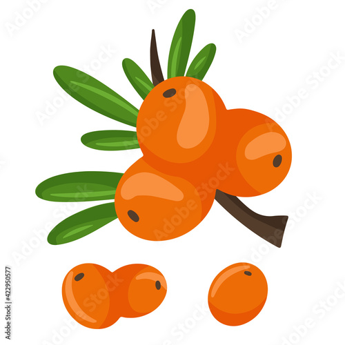 Orange branch of sea buckthorn berries. Vector illustration isolated on a white background. The concept of the image of medicinal plants, herbs.