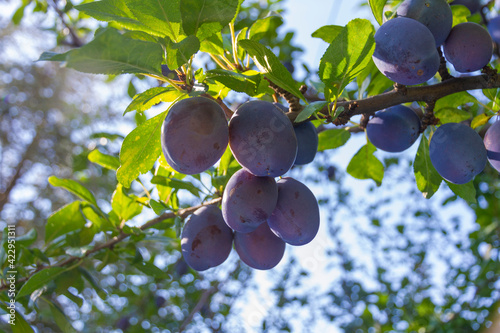 Ripe plums hanging from a tree branch