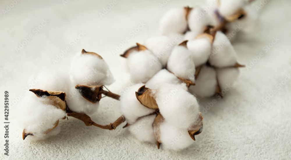 cotton branch on a white background. close-up cotton branch on a white background. close-up