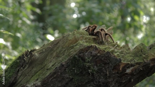 Track Right to Reveal Tarantula on a tree stump - 20 Second Version 1080p photo