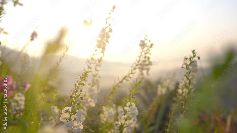 4K. 3840x2160p. 25.00fps. Scene of Close Up Flower and sunlight background. At Sunset or sunrise time. Nature and travel concept. 4K. 3840x2160p. 25.00fps. Scene of Close Up Flower and sunlight background. At Sunset or sunrise time. Nature and travel concept.
