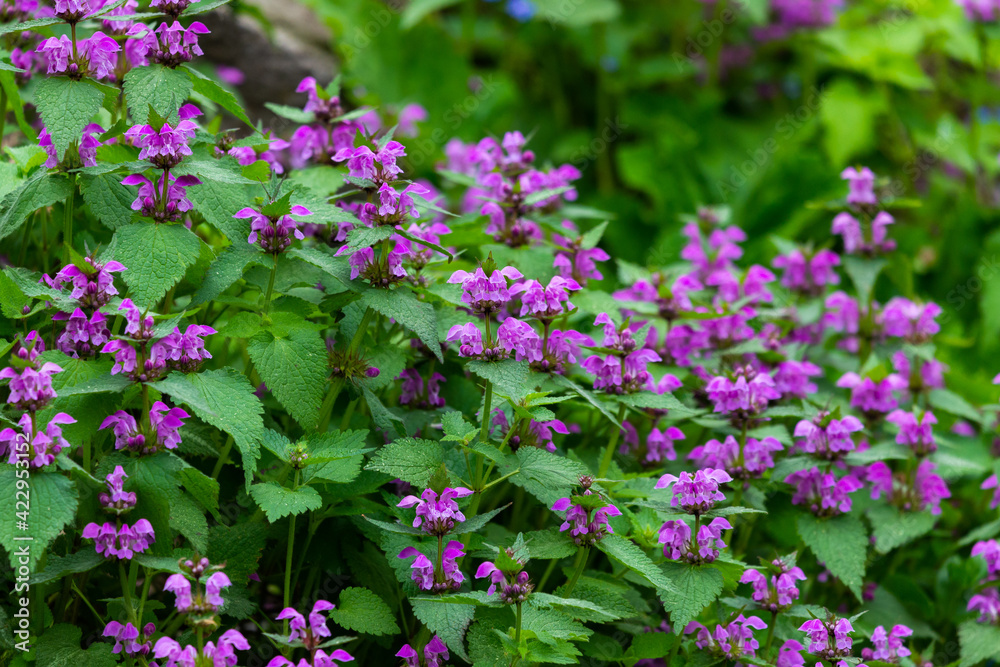 Purple flowers of Lamium Maculatum creeping groundcover plant