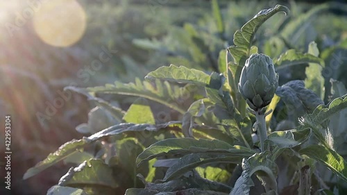 Field of natural artichokes vegetables in branch in a agricultural plantation at sunset