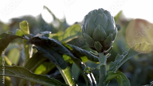 Field of natural artichokes vegetables in branch in a agricultural plantation at sunset. Close up