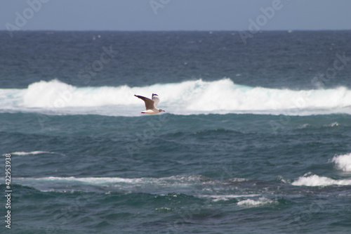 Seagull chasing the waves