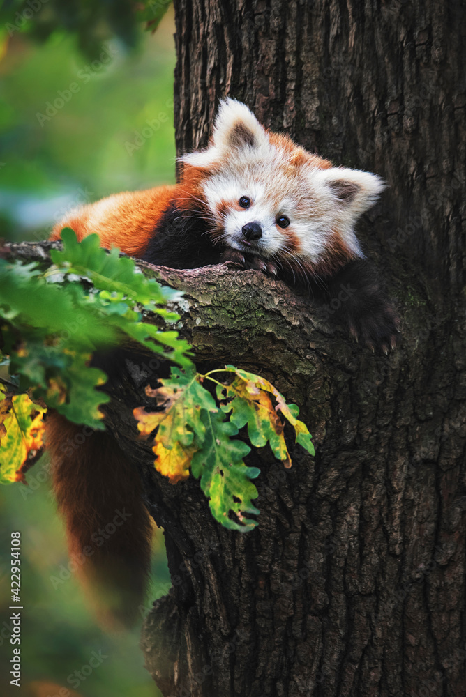 Fototapeta premium red panda in tree
