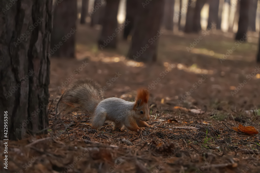 Cute red squirrel on ground in forest Cute red squirrel on ground in forest