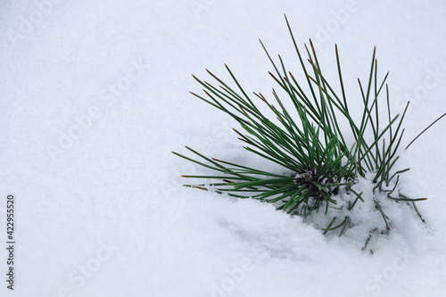 Small pine branch in snowdrift outdoors, closeup view. Space for text