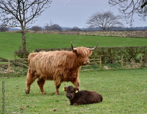 Highland cow n calf 