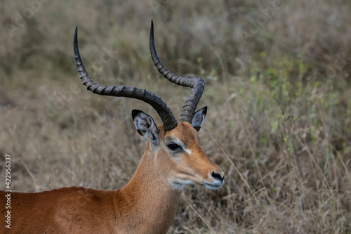 Male impala watching predators in Ngorongoro Wildlife Reserve in Tanzania.