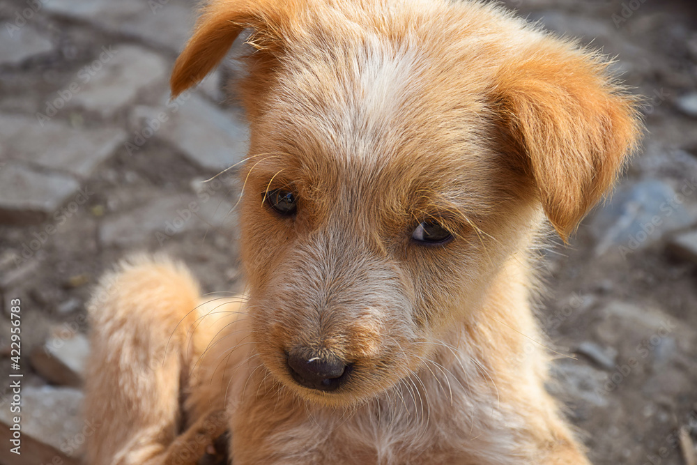 Stock photo of cute little brown color canine breed puppy looking at camera on blur background. Little puppy resting on Indian street in sunny afternoon. Stock photo of cute little brown color canine breed puppy looking at camera on blur background. Little puppy resting on Indian street in sunny afternoon.