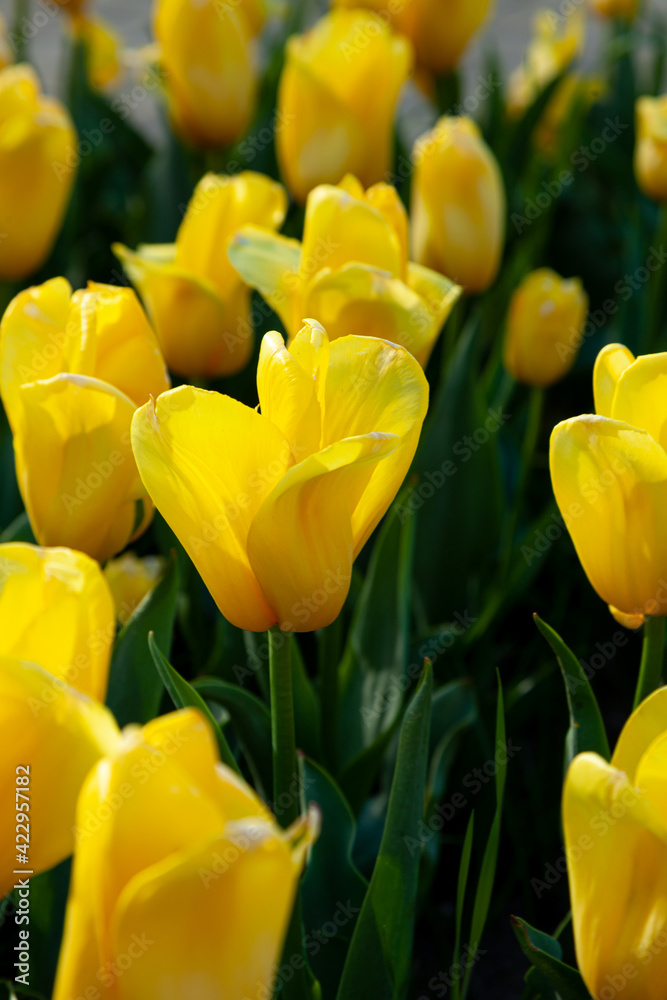Obraz premium Yellow tulip in the field. A large bud of a yellow flower. Spring background. Tulips in the garden. Seasonal flowering of spring flowers. Close up.