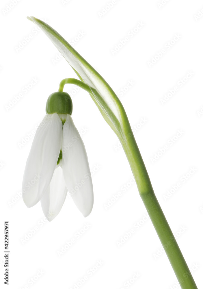 Beautiful snowdrop isolated on white. Spring flower