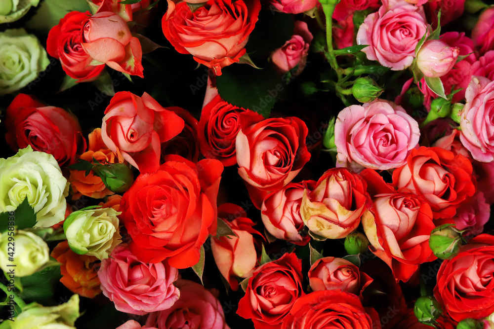 Red and pink rose flowers in bouquet closeup