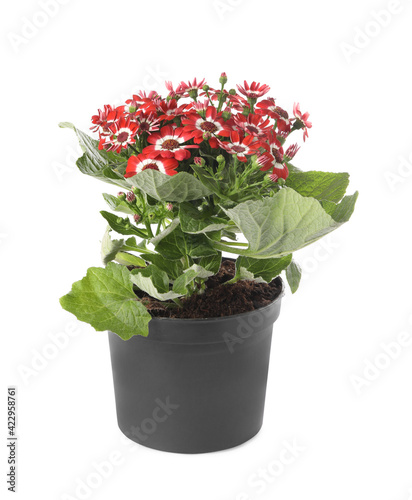 Fototapeta Naklejka Na Ścianę i Meble -  Beautiful red cineraria plant in flower pot isolated on white