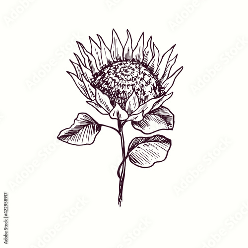 Protea flower on stem with leaves. Ink black and white doodle drawing in woodcut outline style. Vector illustration