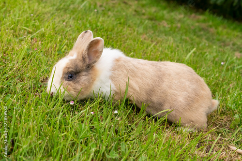 Cute brown rabbit on a green grassy meadow with flowers