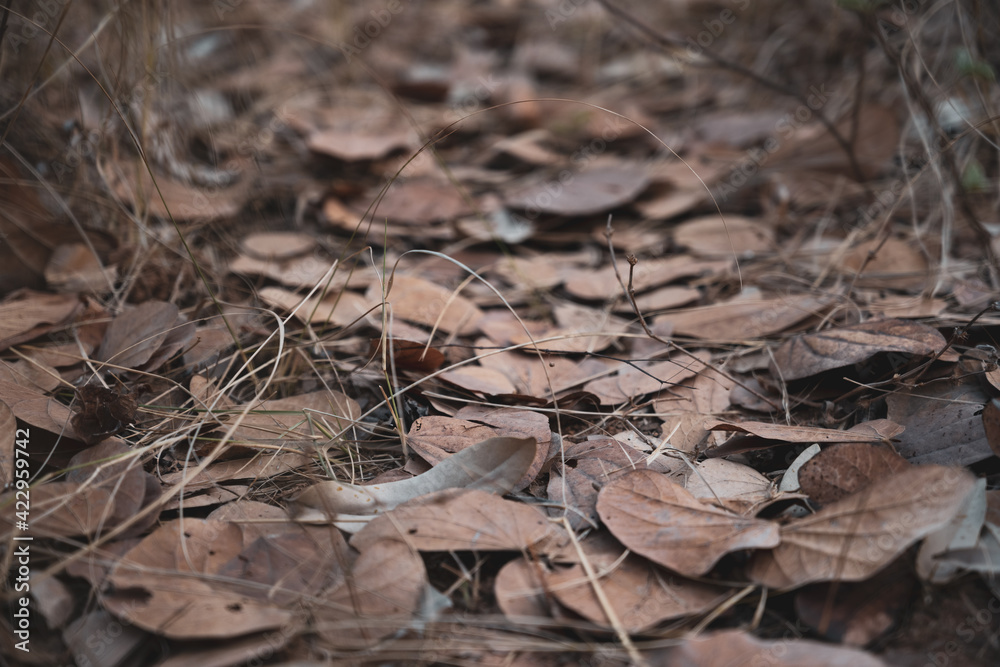 close up of dry leaves in the ground close up of dry leaves in the ground