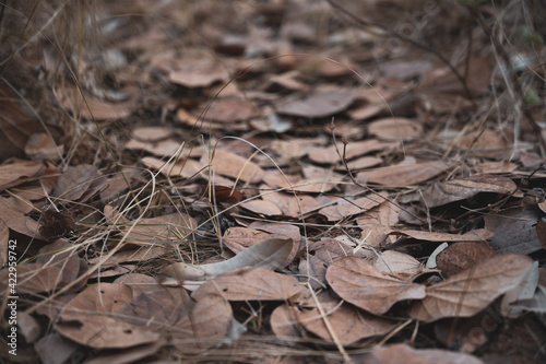 close up of dry leaves in the ground