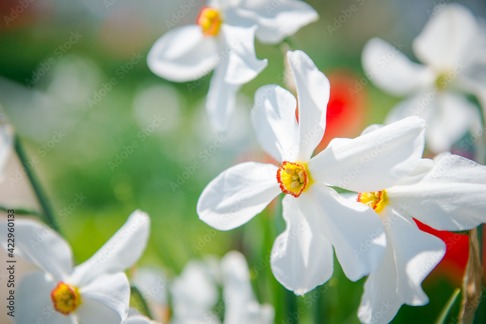White garden daffodils. Natural flowers daffodils growing in the garden. Narcissus also known as the daffodil. White garden daffodils. Natural flowers daffodils growing in the garden. Narcissus also known as the daffodil.