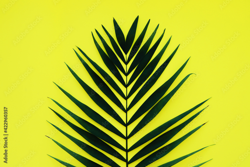 Fototapeta premium Green leaf of palm tree on yellow background