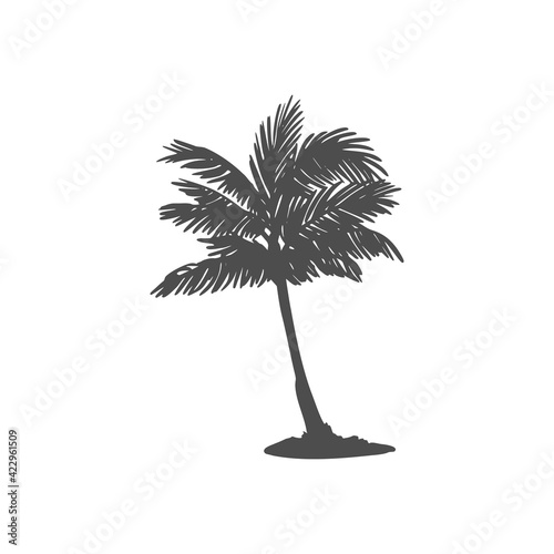 Black silhouette of a palm tree. Tropical leaves. Coconut palm, exotic lush sketch or hawaii coco palms. Vector illustration. For design of t-shirts, cards, invitations in retro style