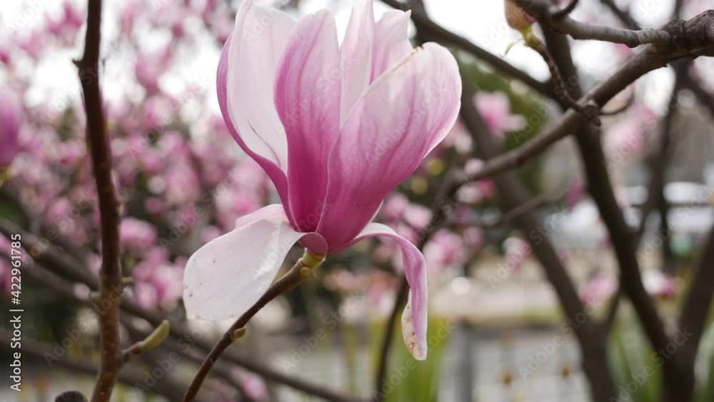 Magnolia soulangeana flower in spring bloom. Spring Flowers. Flowering in the garden trees. Nature. Close-up.